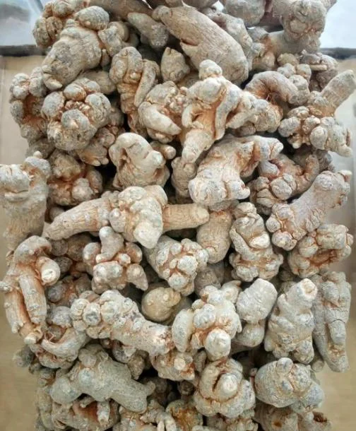 Traditional Chinese medicine roots ground with pin mill